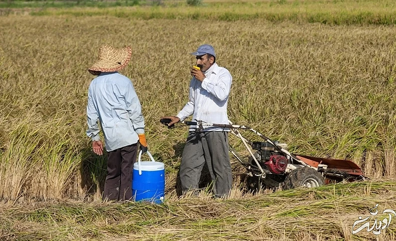 (تصاویر) برداشت برنج در مازندران